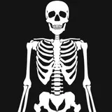 Portrait of a human skeleton